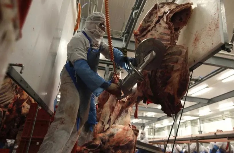 A slaughterer cuts beef carcasses into pieces in the Biernacki Meat Plant slaughterhouse in Golina near Jarocin western Poland July 17 2013jpg