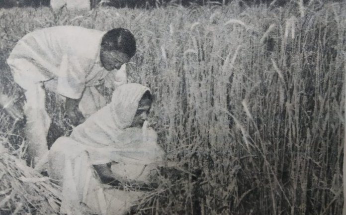 In this picture 3 months after Shastrijis death his wife Lalitha Shastri is harvesting this crop
