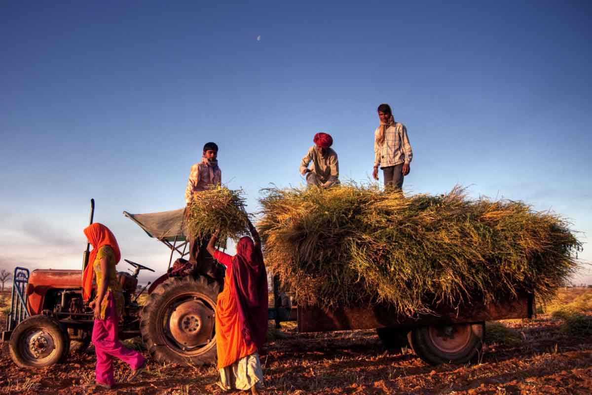 India’s Agriculture Exports Touch Historic High Of $50 Billion