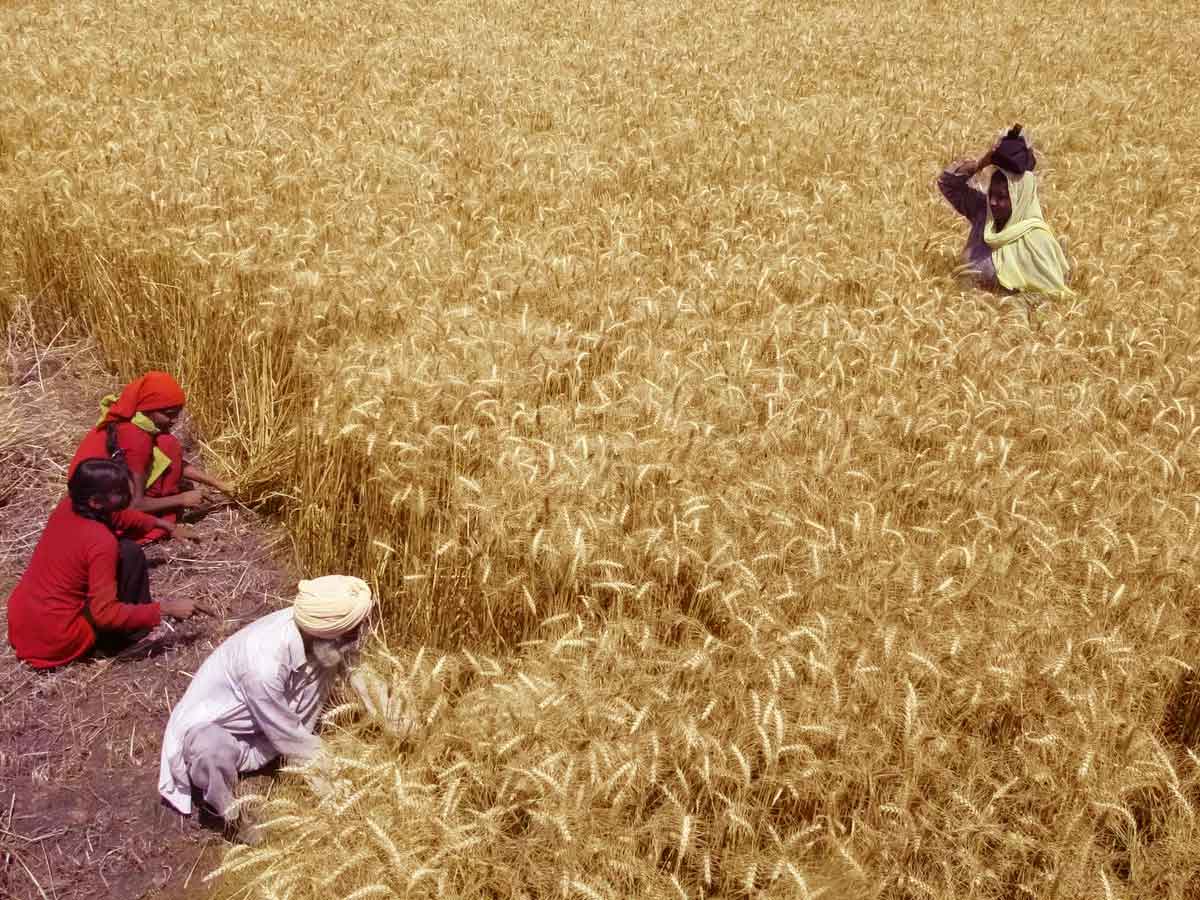 India’s Agriculture Exports Touch Historic High Of $50 Billion In FY22