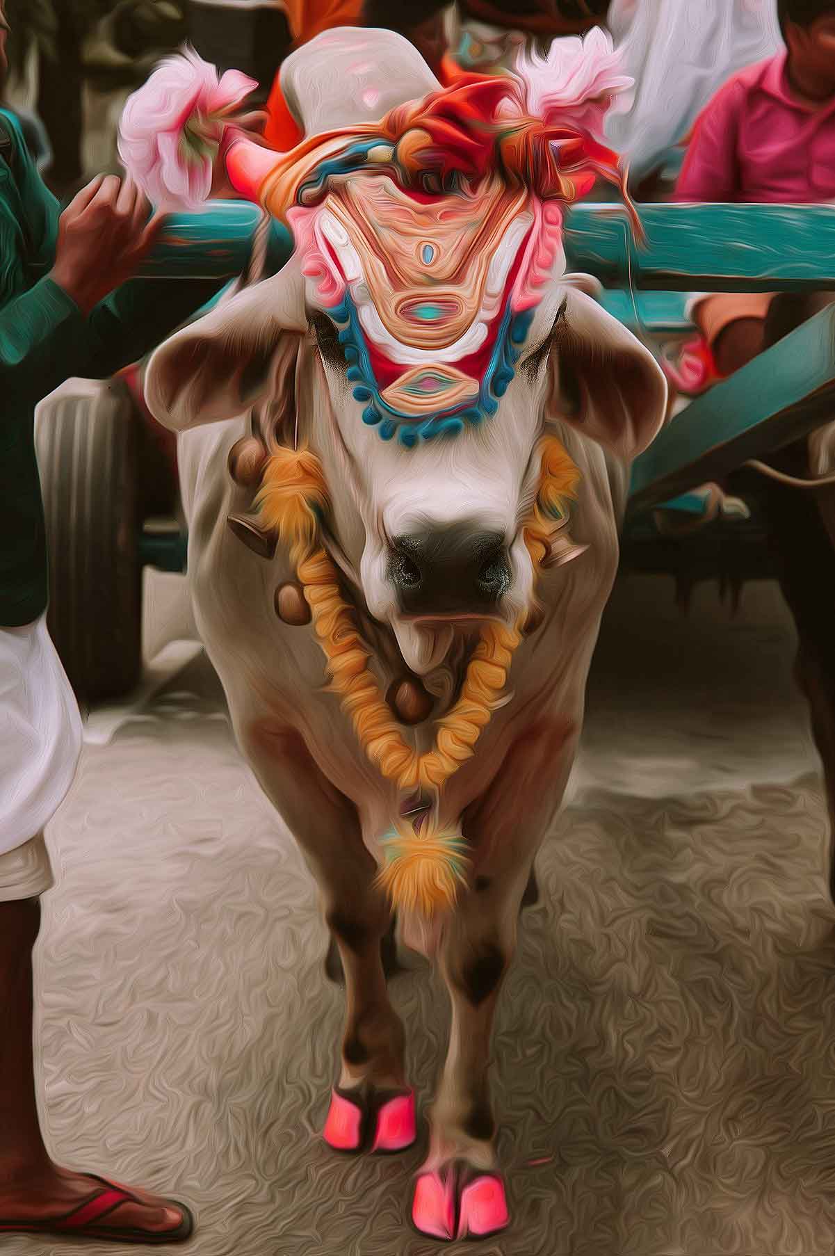 Rajasthan Govt: New regulations require owner to have at least 100 square yards of additional space to keep cow or a buffalo